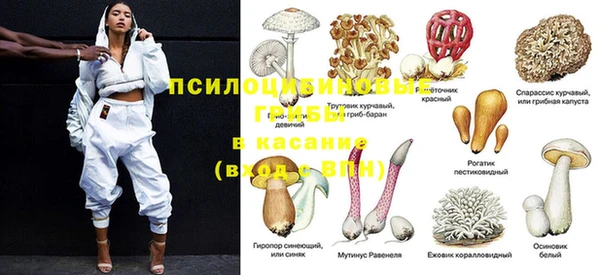 шишки Новокубанск